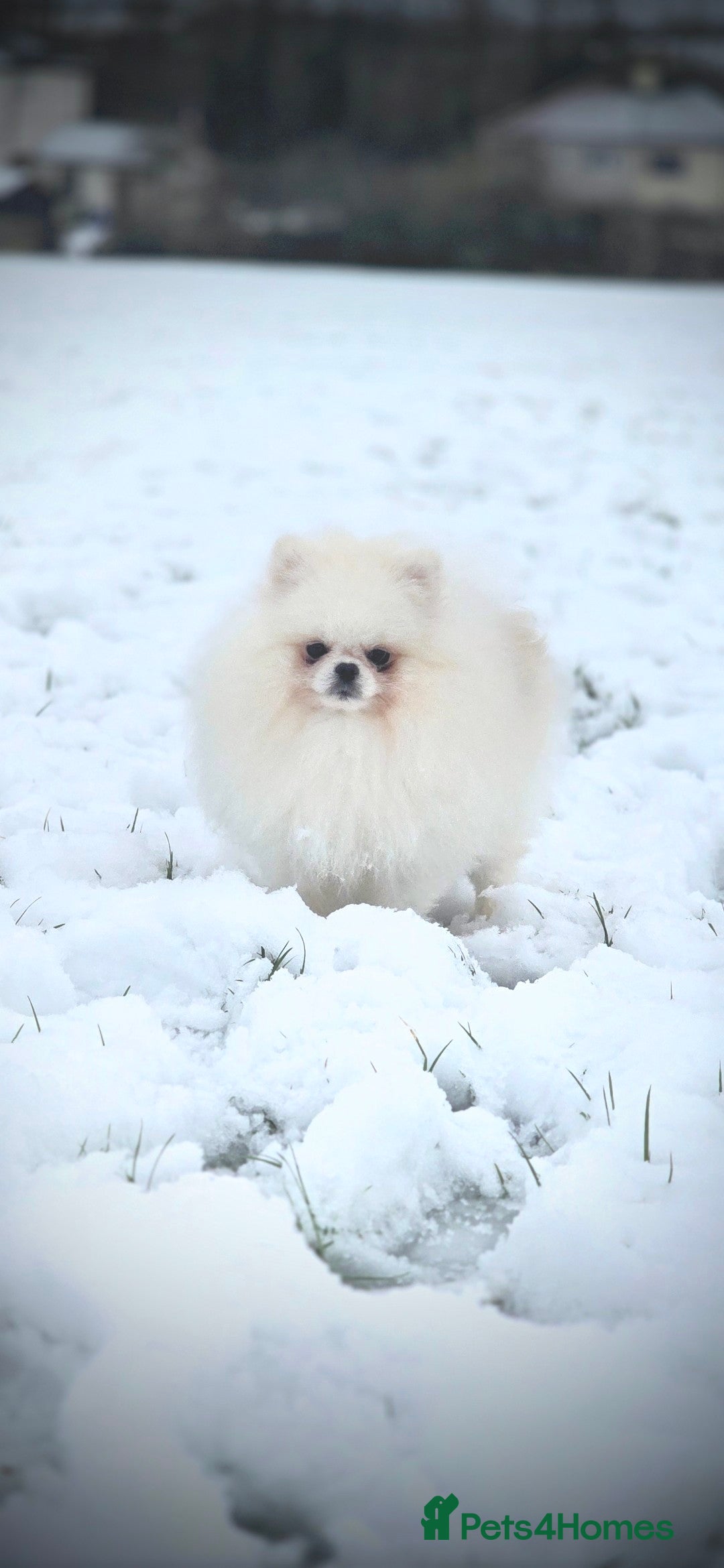 Pomeranian dogs 🌟 PREMIUM STUD SERVICE: "KIMCHI" 🌟 - Advert 7