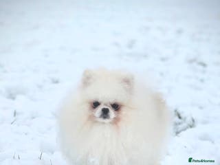 Pomeranian dogs 🌟 PREMIUM STUD SERVICE: "KIMCHI" 🌟 - Advert 7
