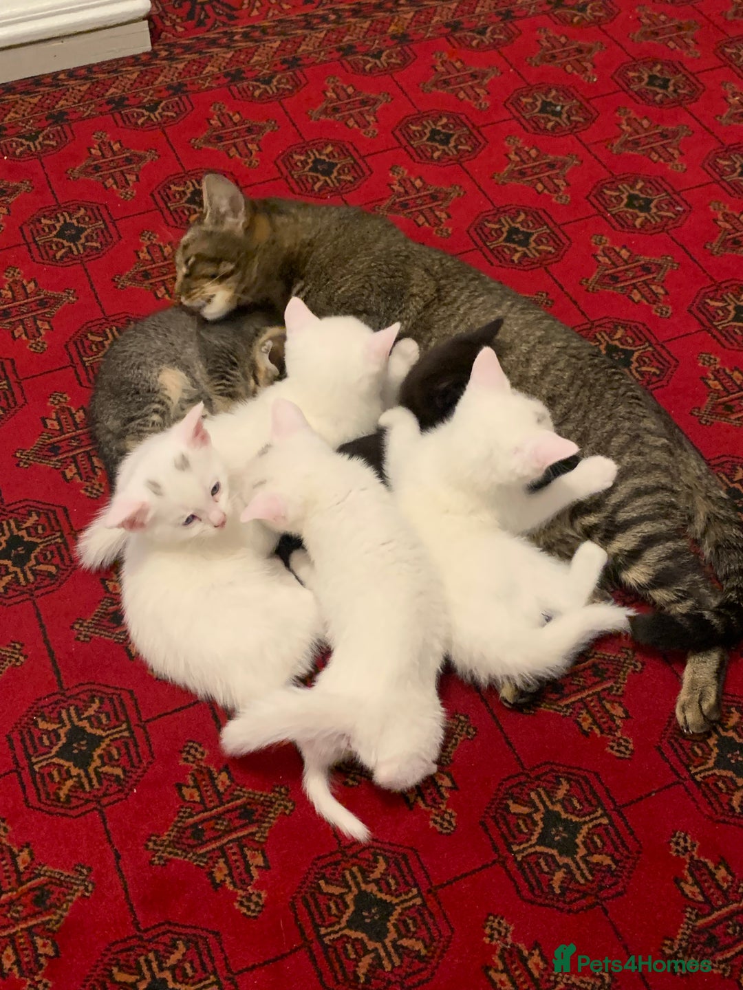 Mixed Breed cats for sale: Beautiful Mixed Angora Kittens - Advert 19