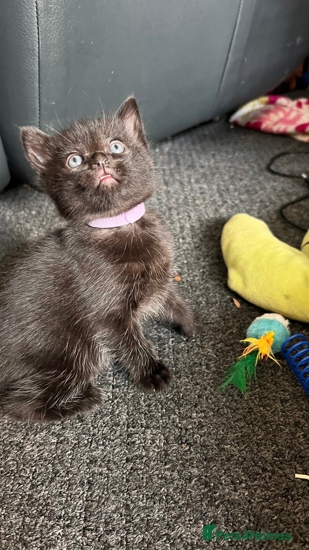 Mixed Breed cats for sale: adorable tuxedo kittens - Advert 10