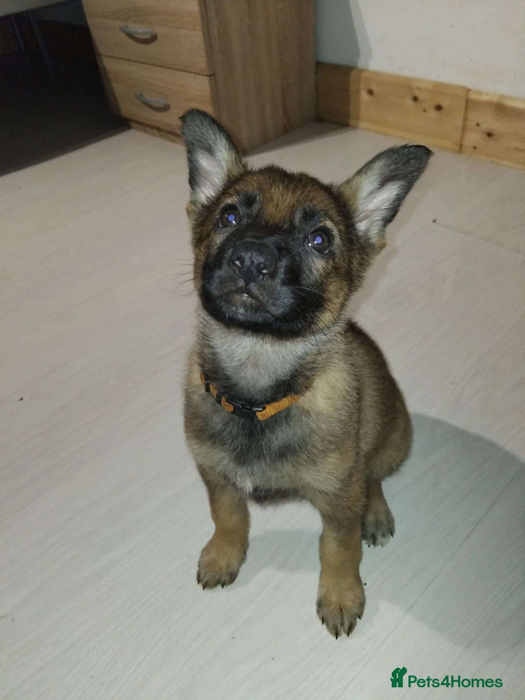 German Shepherd dogs for sale: German shepherd Czech line pups kc registered  - Advert 18