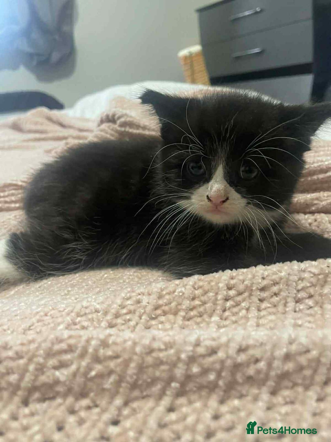 Mixed Breed cats for sale: 4 boy kittens ready to go to there forever home  - Advert 2