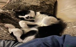 Mixed Breed cats for sale: Loving cat needing new home - Image 1