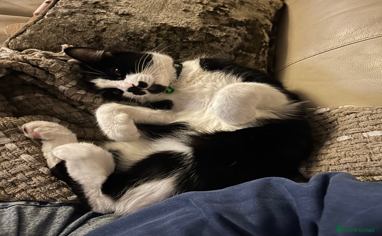 Mixed Breed cats - Advert 2