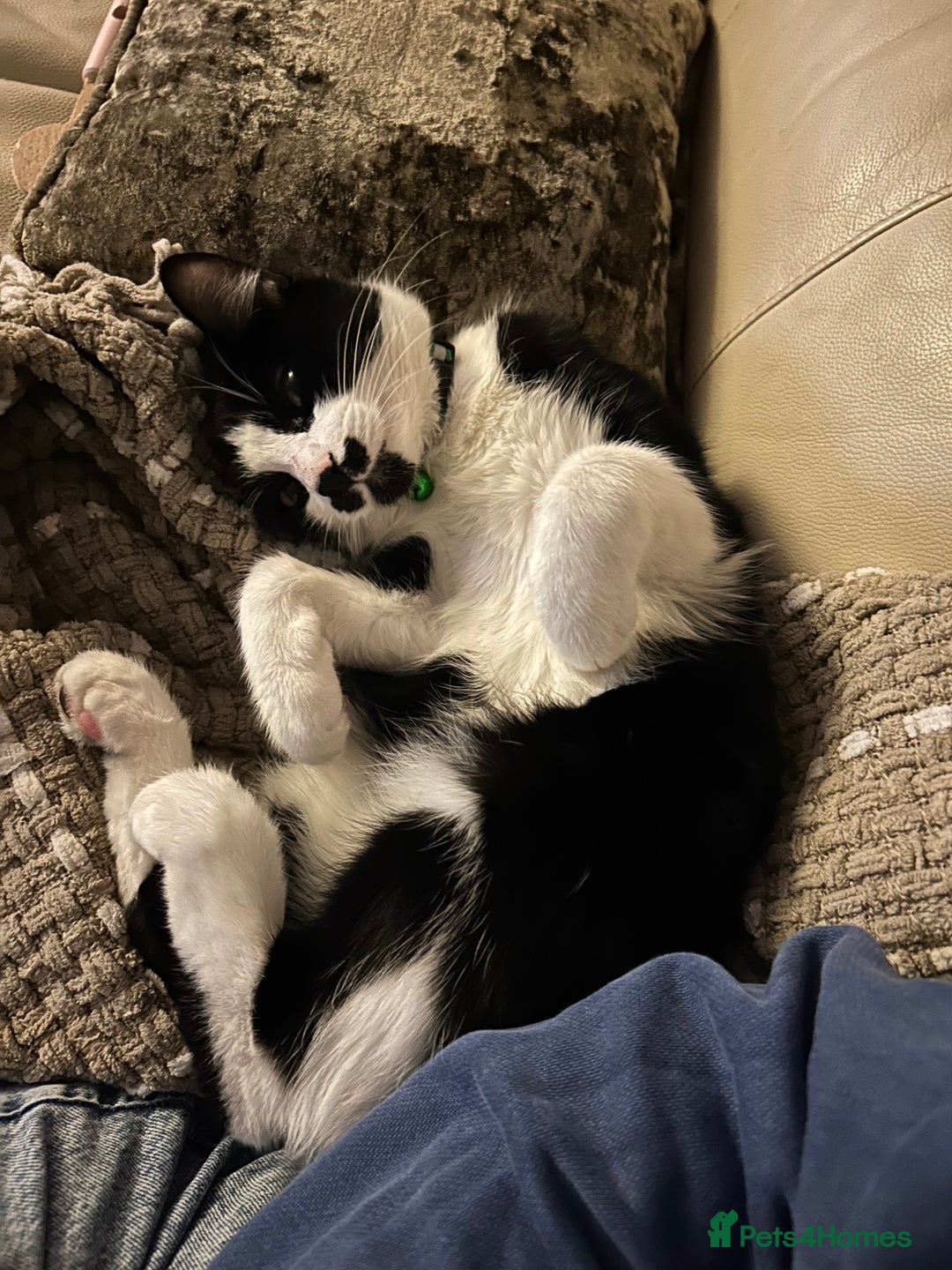 Mixed Breed cats for sale: Loving cat needing new home - Image 1