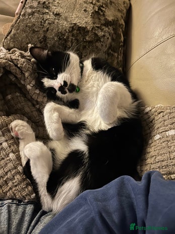 Mixed Breed cats - Advert 9