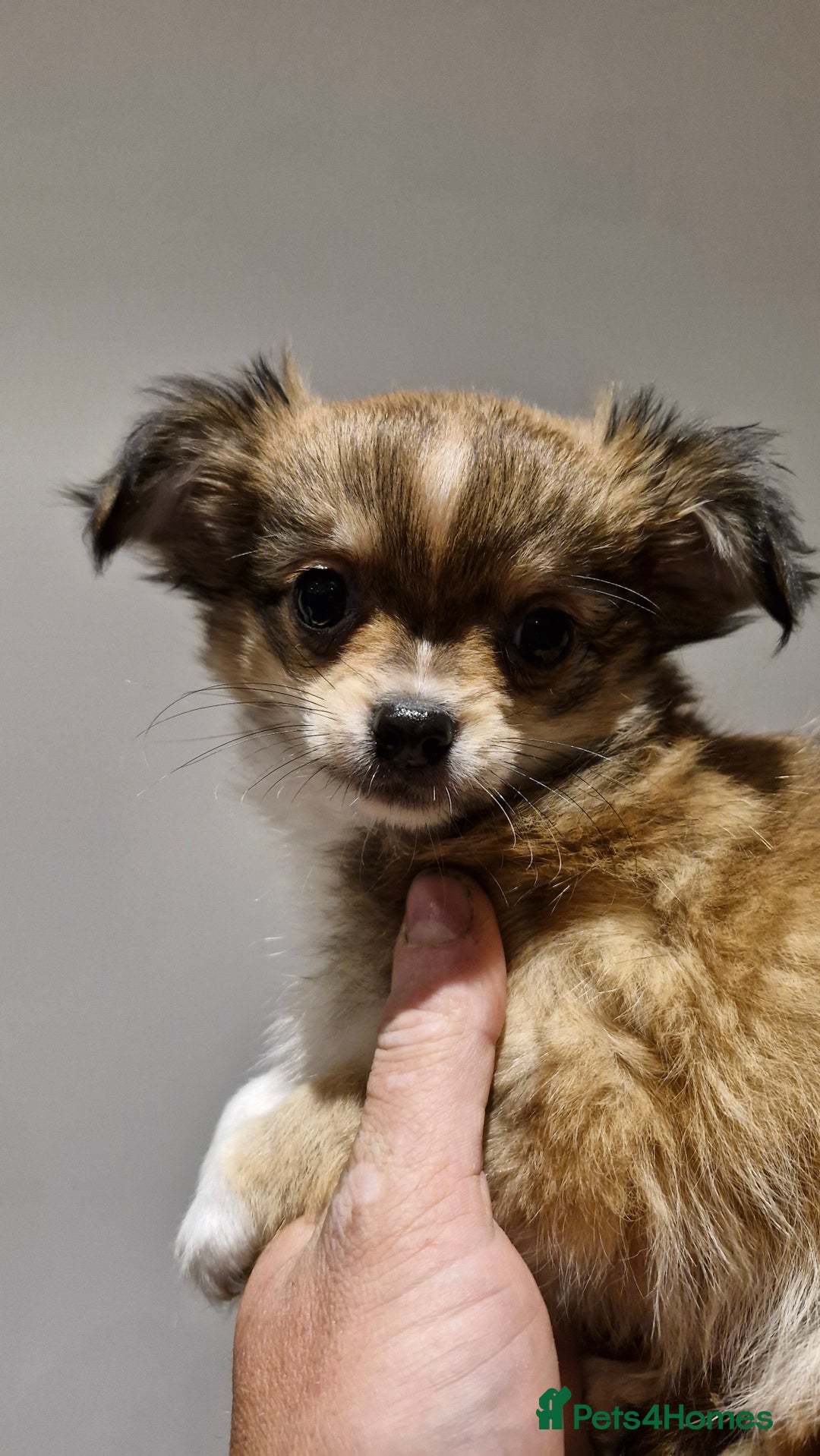 Chihuahua dogs for sale: 🐶READY TO LEAVE🐶 LAST ONE Tiny Chihuahua Puppies - Advert 31