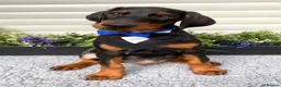 Dobermann dogs for sale: *KC REGISTERED* HEALTH TESTED DOBERMAN PUPPIES - Advert 5
