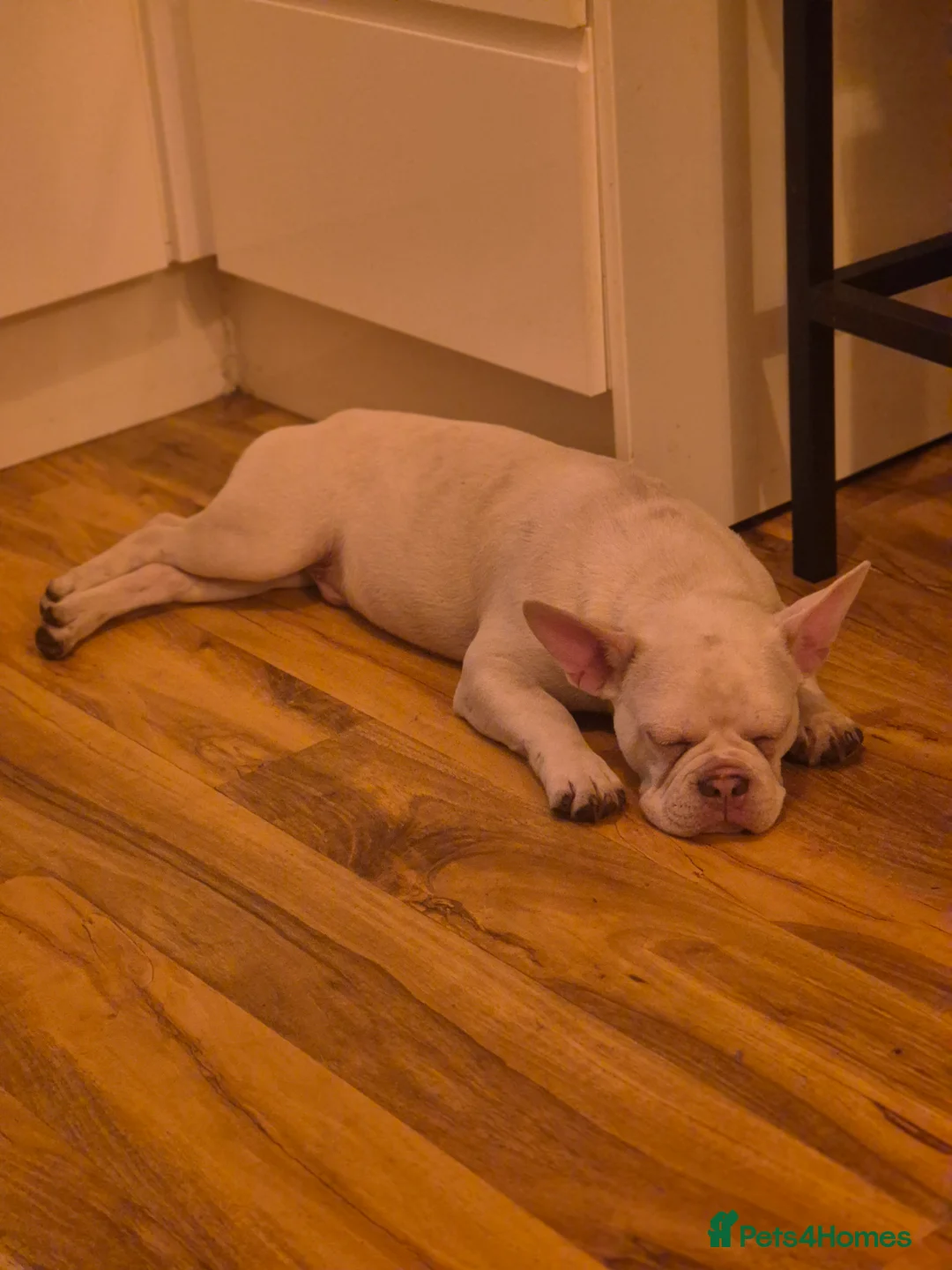 French Bulldog dogs for sale: 2 male frenchies - last 2 of a litter - Advert 1