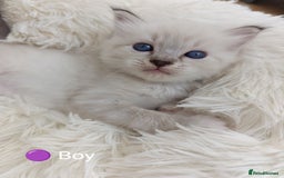 Ragdoll cats for sale: Stunning Ragdolls kittens  - Image 14