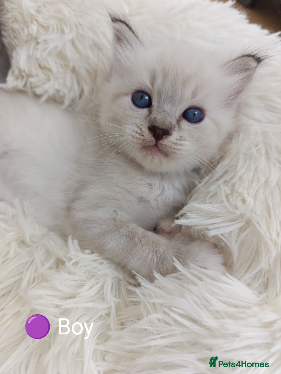 Ragdoll cats for sale: Stunning Ragdolls kittens  - Image 14