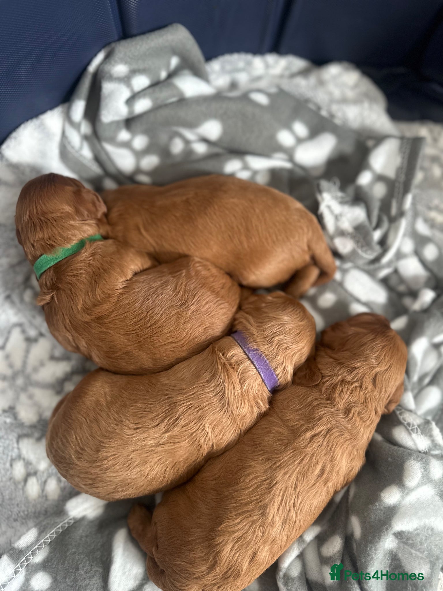 Cavapoo dogs Beautiful F1B Red Cavapoo Puppies - Advert 17