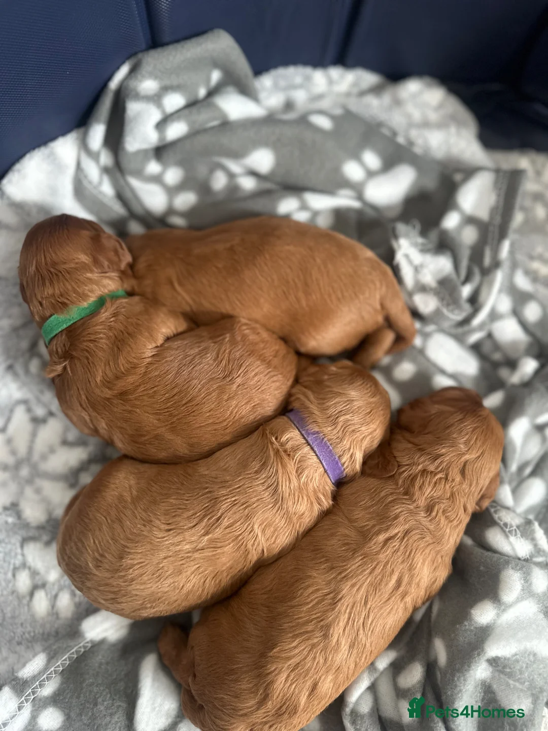 Cavapoo dogs for sale: Beautiful F1B Red Cavapoo Puppies in Newcastle upon Tyne - Advert 1