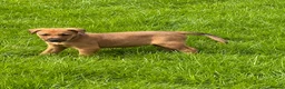 Mixed Breed dogs for sale: Irish Colliewobble puppies in Hexham - Advert 5