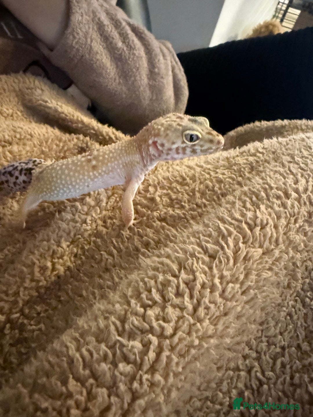Leopard Gecko reptiles for sale: Friendly leopard gecko - Advert 3