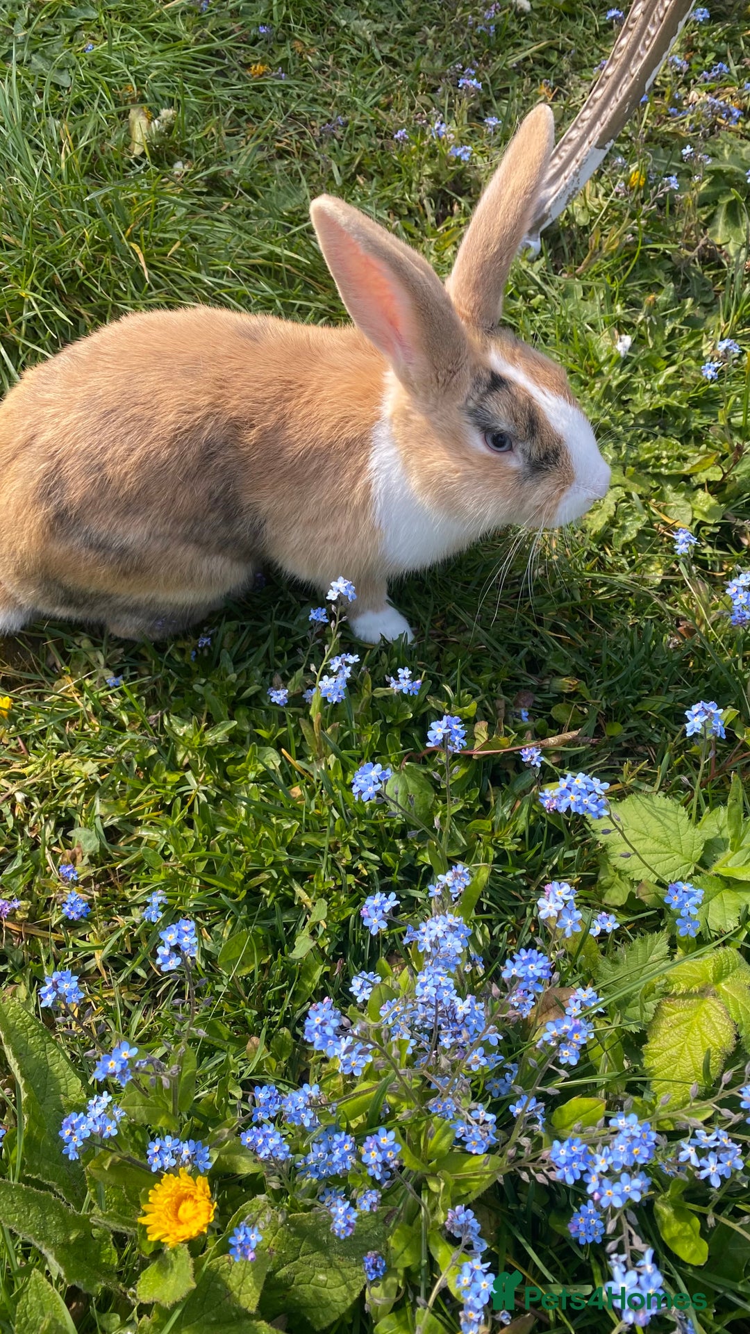 English Lop rabbits for sale: English lop for sale in Egham - Advert 5