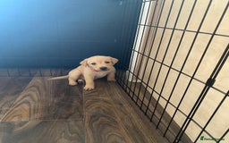Labrador Retriever dogs for sale: Pedigree labradors  - Image 5