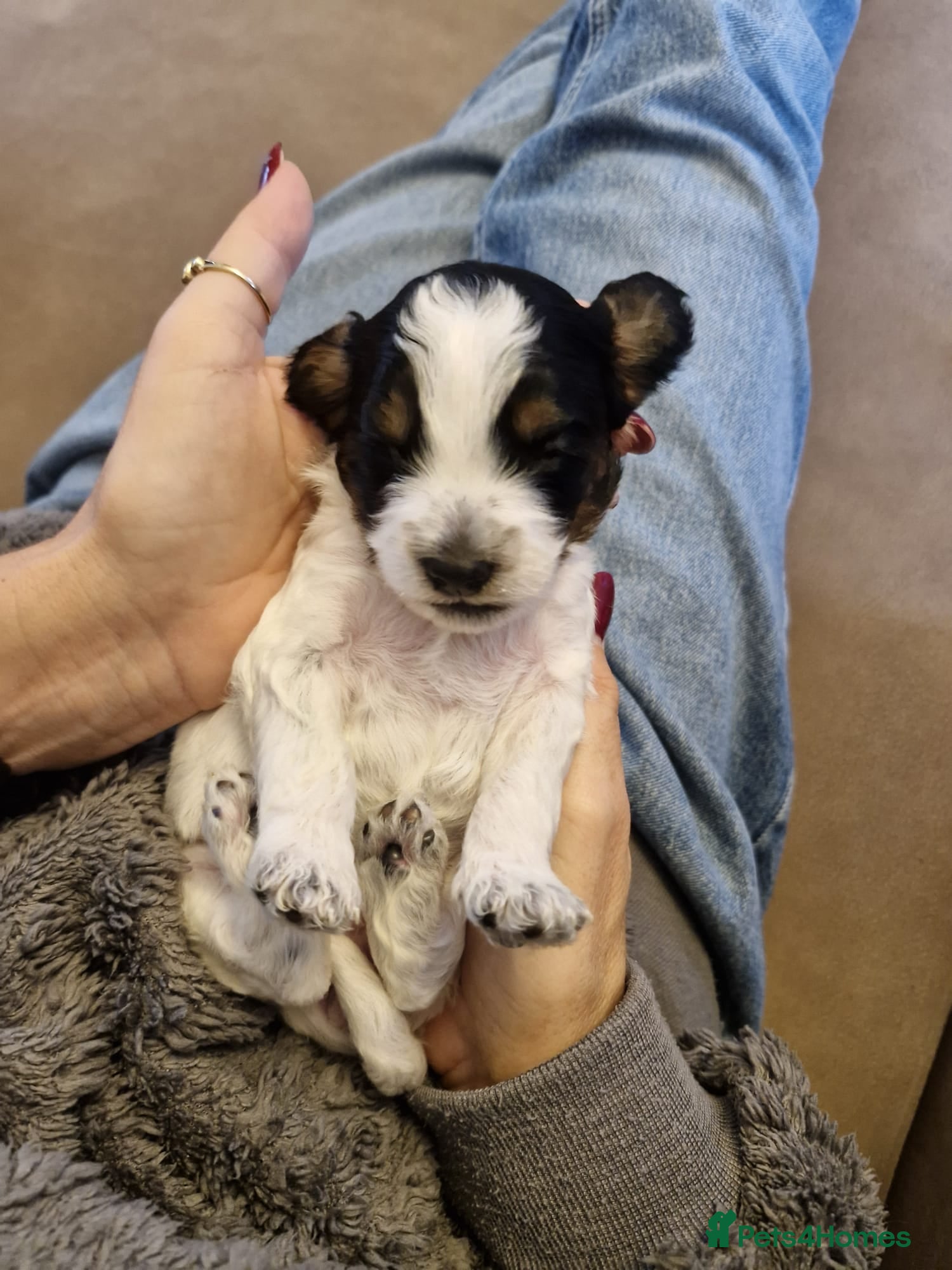 Cockapoo dogs Miniature cockapoo puppies  - Advert 3