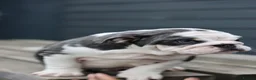 English Bulldog dogs for sale: 3 male English bulldog puppies  - Advert 8
