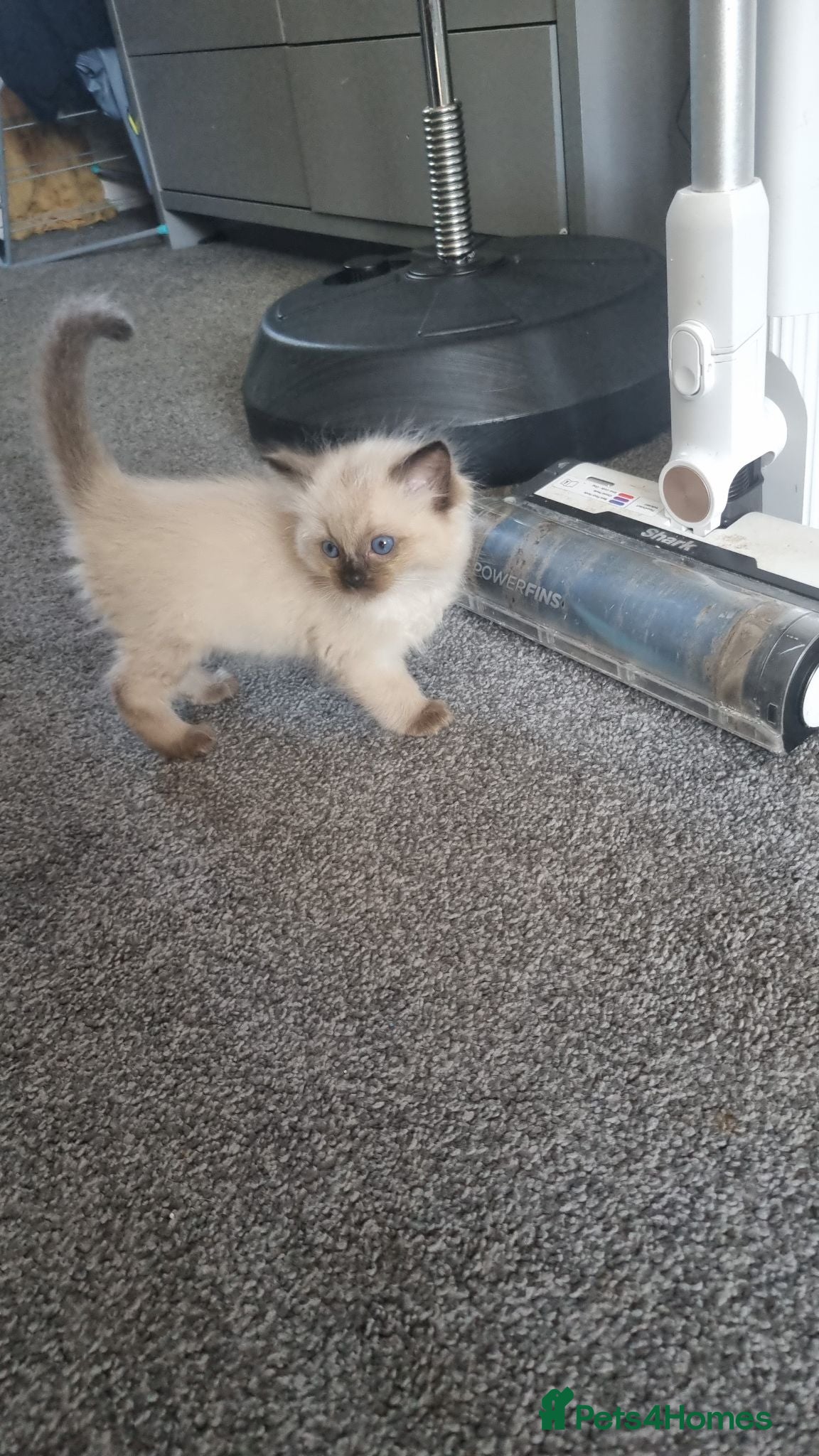 Ragdoll cats 5 beautiful ragdolls for sale - Advert 7