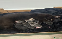 Domestic Shorthair cats for sale: 5 Tabby & Tuxedo kittens for sale - Image 3