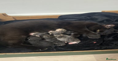 Domestic Shorthair cats 1 TUXEDO GIRL LEFT !  - Advert 7