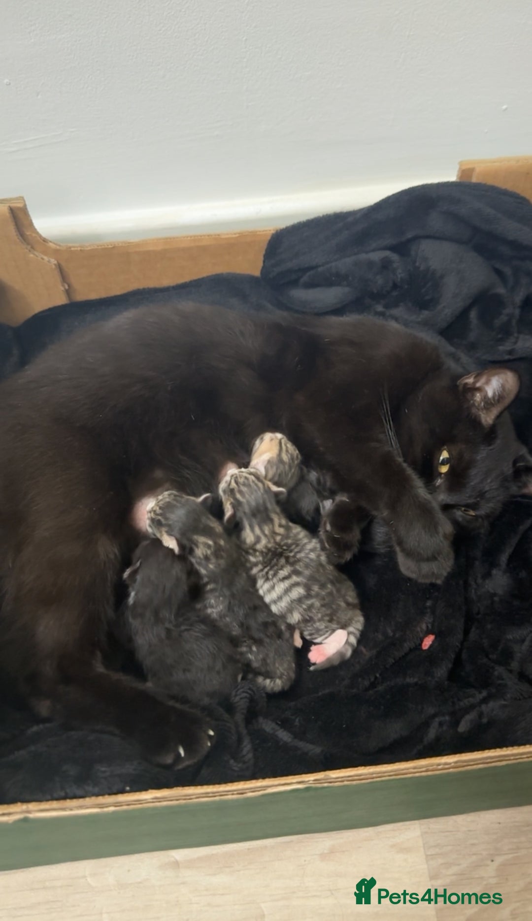 Domestic Shorthair cats for sale: 5 Tabby & Tuxedo kittens for sale - Image 3