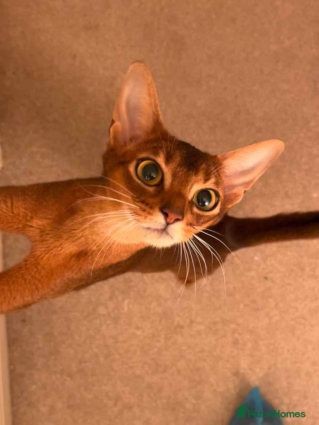 Abyssinian cats for sale: Sweet, Affectionate Abyssinian, Waiting for You - Advert 5