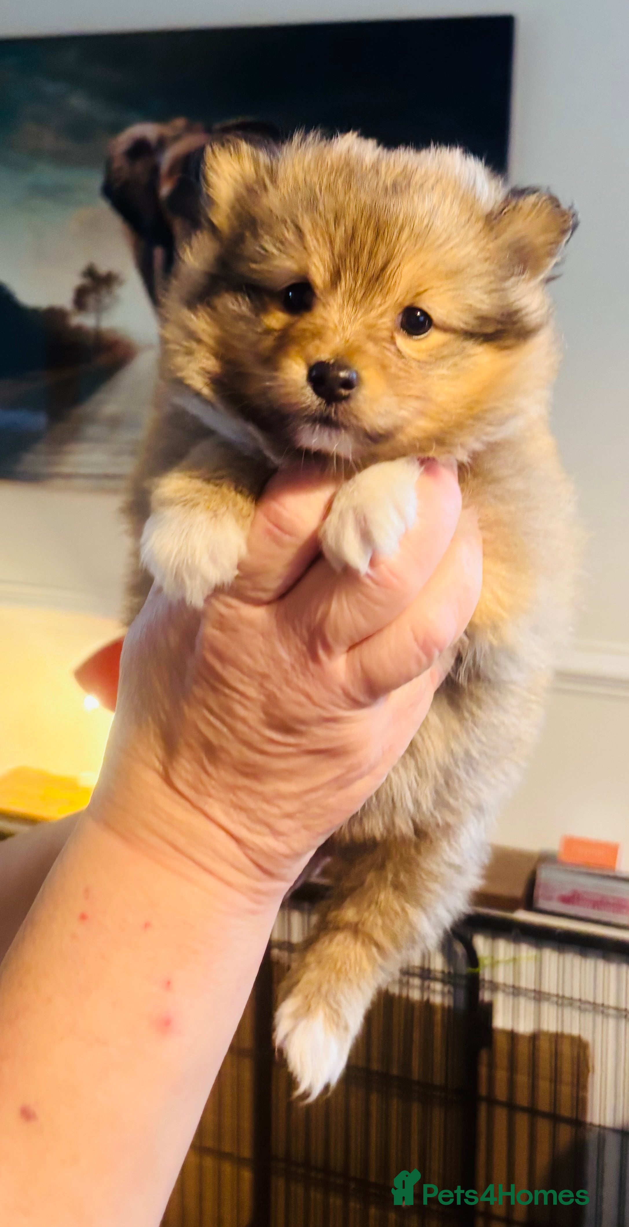 Shetland Sheepdog dogs Pretty Shetland sheepdog girl puppy  - Advert 1