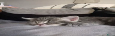 Domestic Shorthair 1