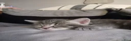 Domestic Shorthair cats for sale: Kittens  - Advert 9