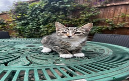 Turkish Angora cats for sale: ⭐️ Beautiful Turkish Angora X Bengal kittens ⭐️ - Image 25