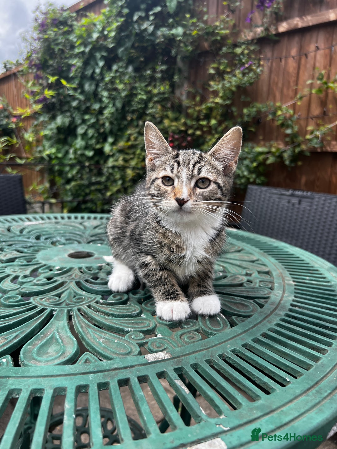 Turkish Angora cats for sale: ⭐️ Beautiful Turkish Angora X Bengal kittens ⭐️ - Image 25