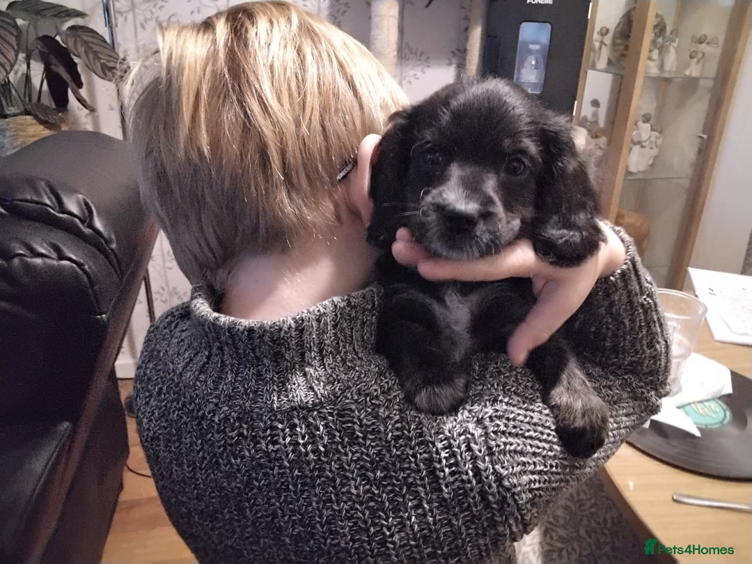 Mixed Breed dogs for sale: COCKAPOO/MORKIE - Advert 9