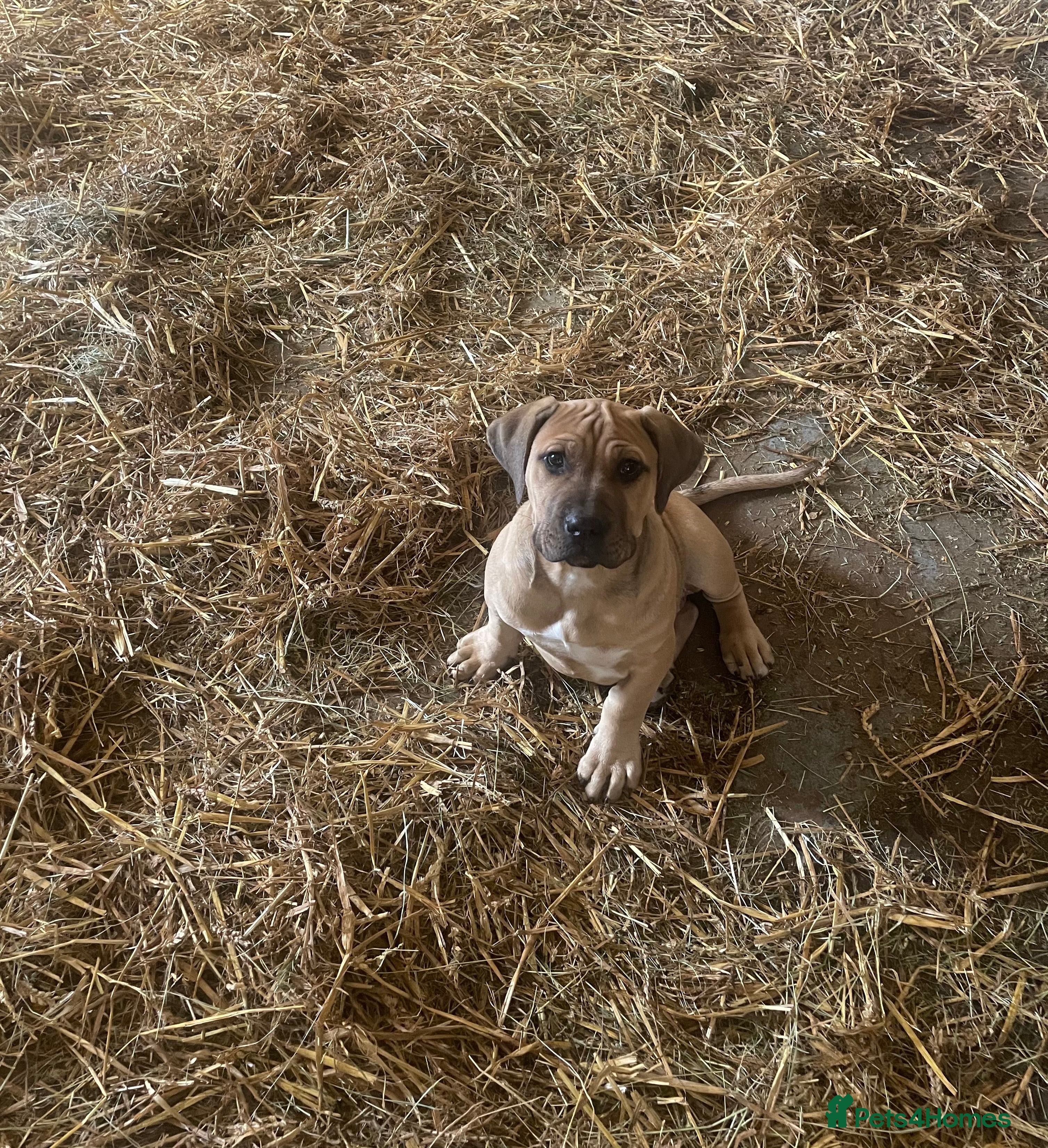 Boerboel dogs Boerboel puppies - Advert 1