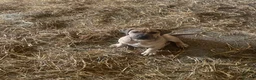 Boerboel dogs for sale: Boerboel puppies - Advert 1