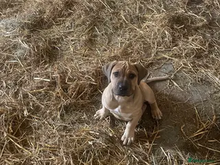 Boerboel dogs Boerboel puppies - Advert 1