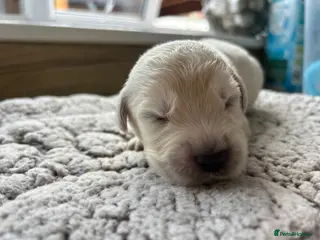 Golden Retriever dogs Our beautiful golden retriever pups - Advert 16