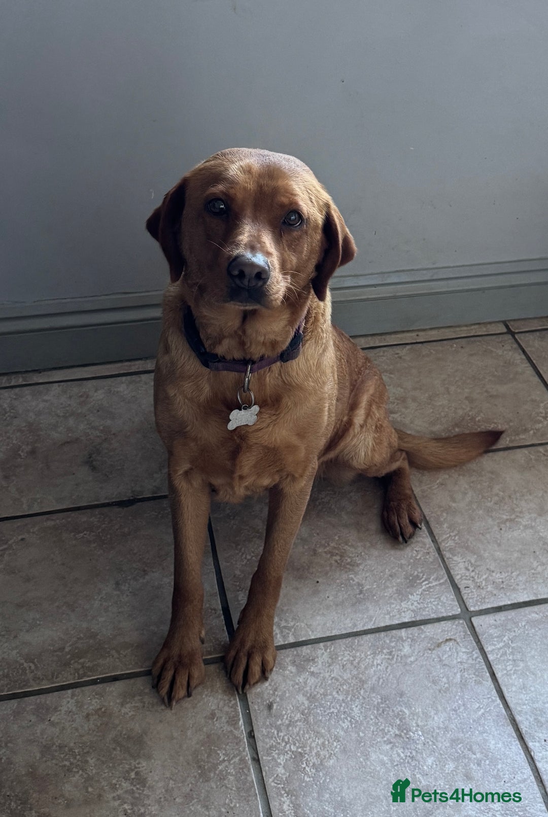 Labrador Retriever dogs for sale: Adult Fox Red Labrador Bitch Very Loving - Advert 4