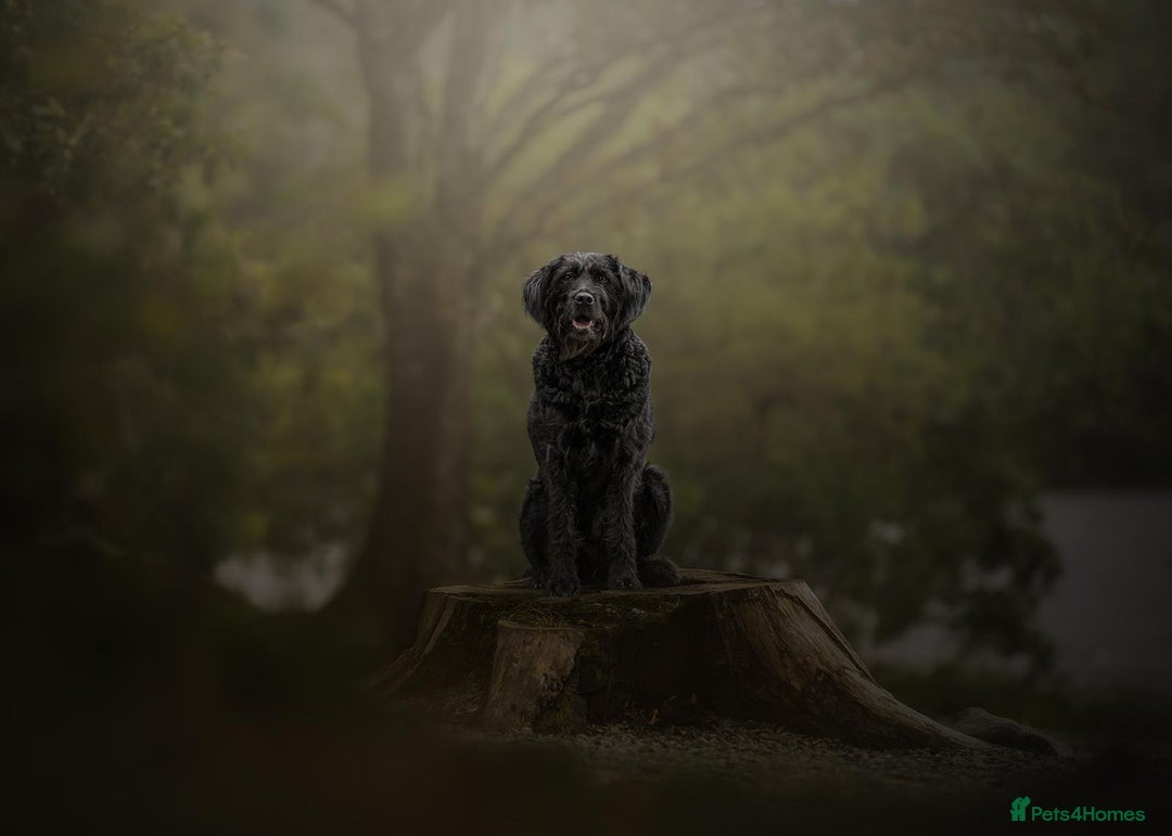 Double Doodle dogs for sale: Coming soon - Double Doodle puppies  - Advert 4