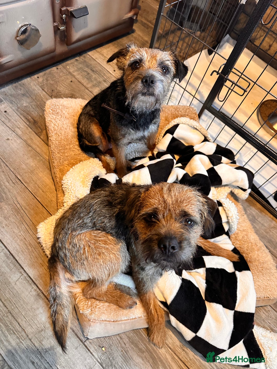 Border Terrier dogs for sale: KC Border Terrier Puppy’s  - Advert 1