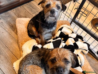 Border Terrier dogs KC Border Terrier Puppy’s - Advert 1
