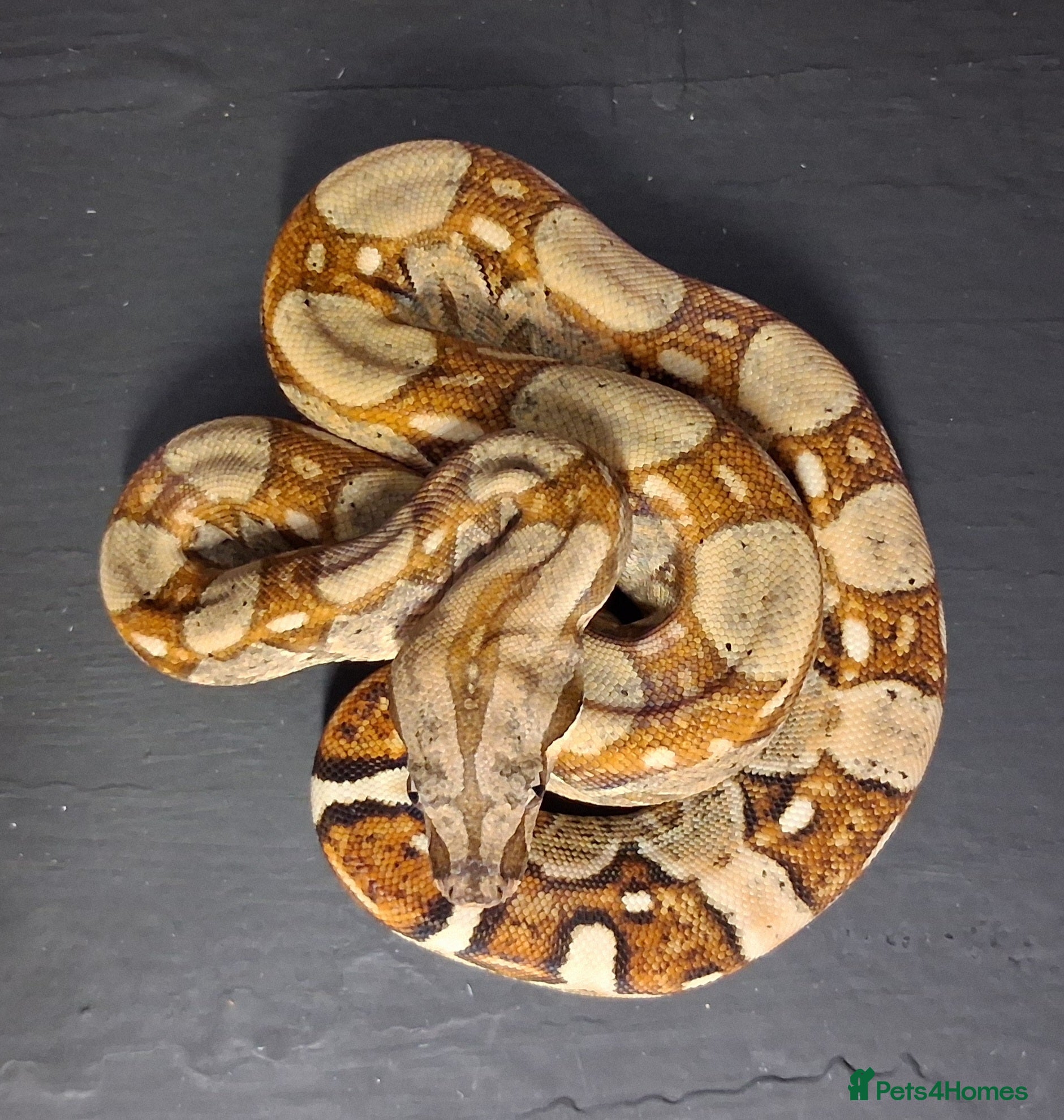 Boa Snake reptiles Boa constrictors Het IMG -VPI - AneryT1- RDR - Advert 3