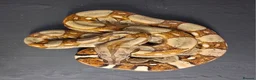 Boa Snake reptiles for sale: Boa constrictors Het IMG -VPI - AneryT1- RDR - Advert 2