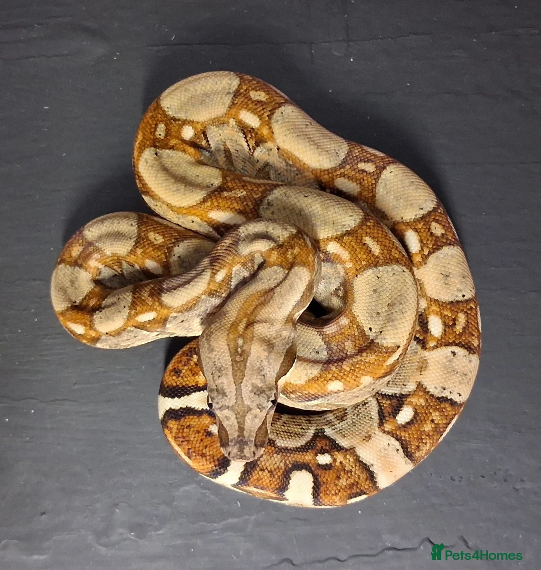 Boa Snake reptiles for sale: Boa constrictors Het IMG -VPI - AneryT1- RDR - Advert 2