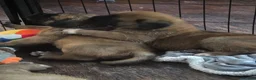 Saint Bernard dogs for sale: Saint de bordeaux puppy 1 girl 1 boy  - Advert 17
