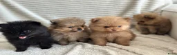 Pomeranian dogs for sale: READY TO GO🩵🐻2 stunning KC Pomeranian puppies🐻 - Advert 10