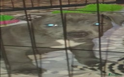 Staffordshire Bull Terrier dogs for sale: ❤️❤️ Ready for forever home ❤️❤️ - Advert 9