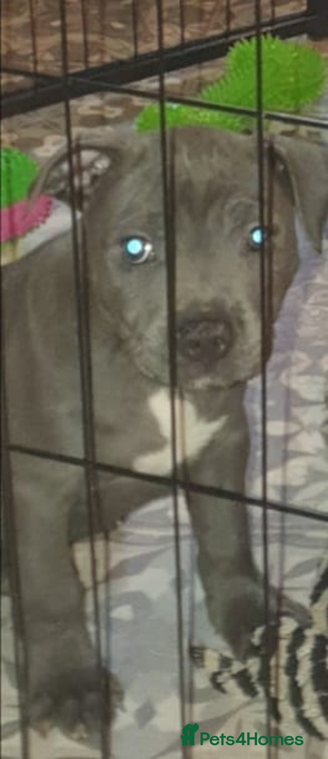 Staffordshire Bull Terrier dogs for sale: ❤️❤️ Ready for forever home ❤️❤️ - Advert 9