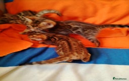 Bengal cats for sale: Bengals high guality kittens ready for new home  - Advert 8